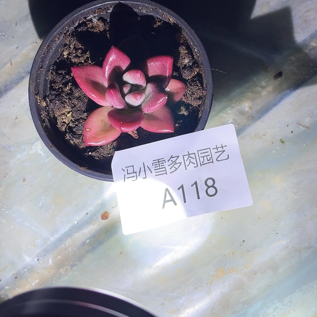 贺菲斯托118号一个一昭