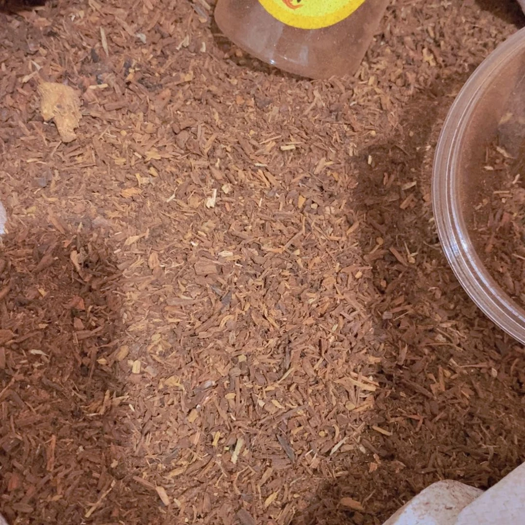 降真香手串/手链降真香东芝料白油粉末半斤