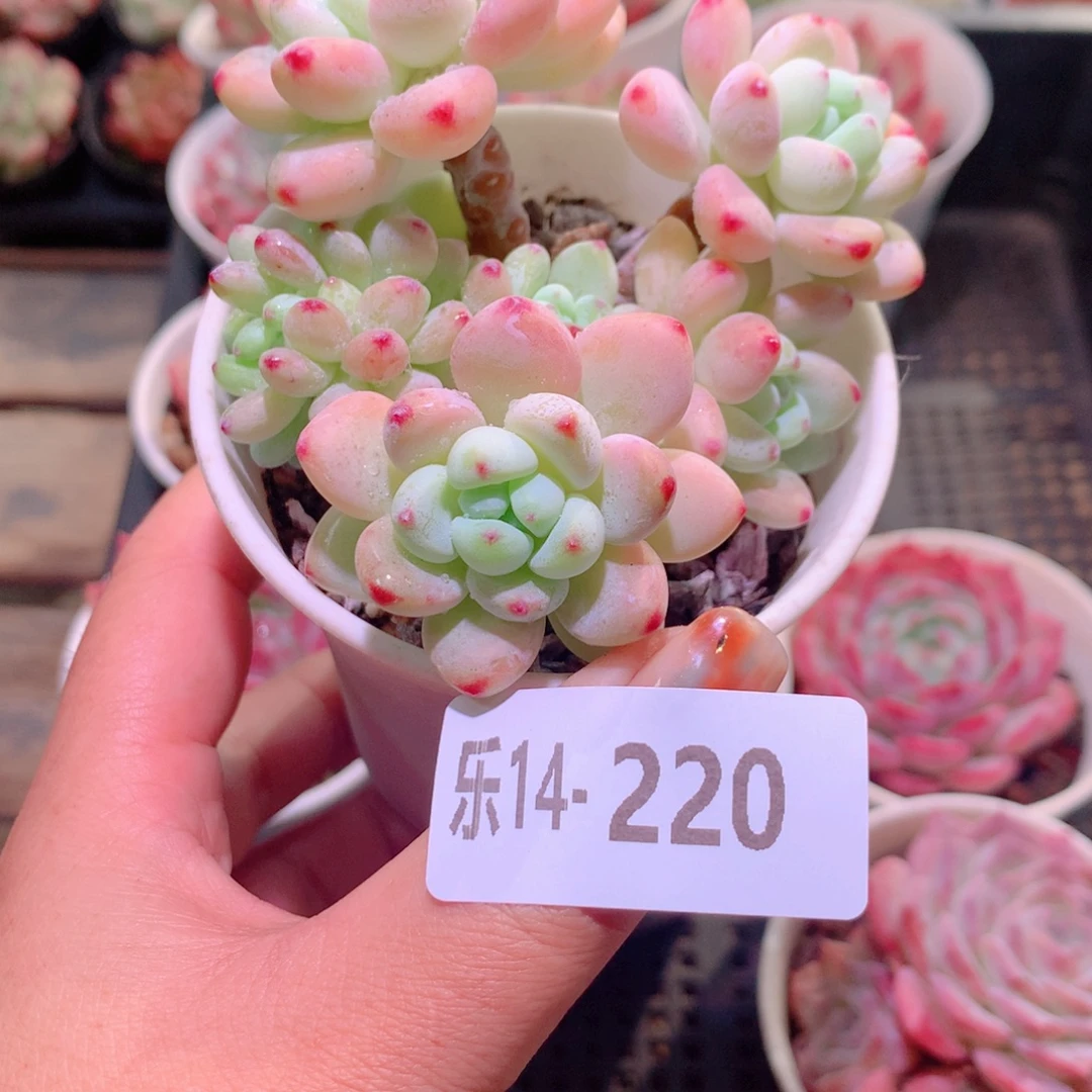 乐然14-220 罗琦群