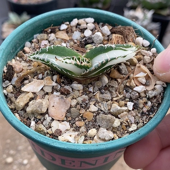 立可白瓷白中斑。  .一个