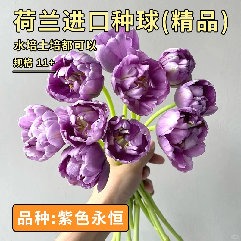 阳光纪郁金香 紫色永恒 国产自研5度球10+周经水培土培精品种球