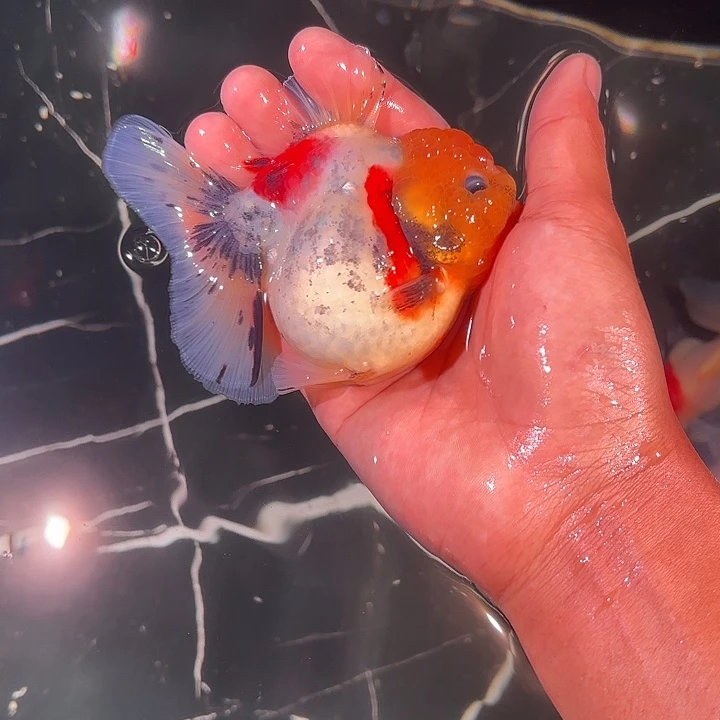 金鱼包邮123456789