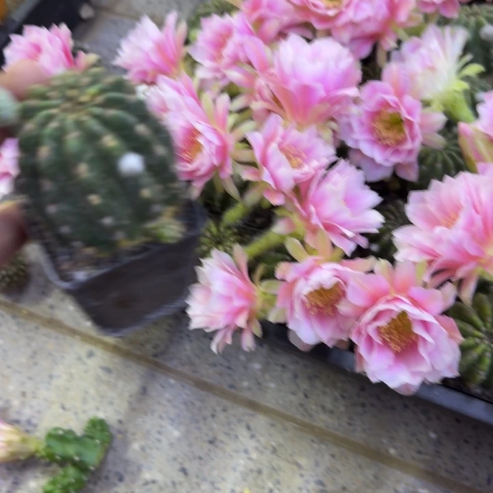 381丽花077根斑3公分左右