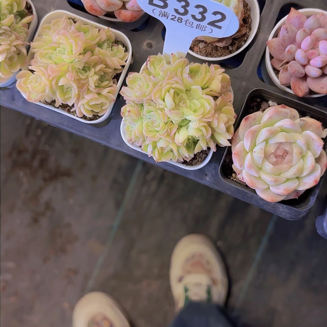 屁****?B332麦秆一物一拍