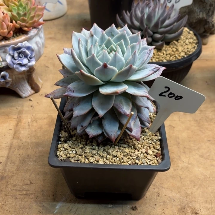 多肉植物，粉蓝鸟200号