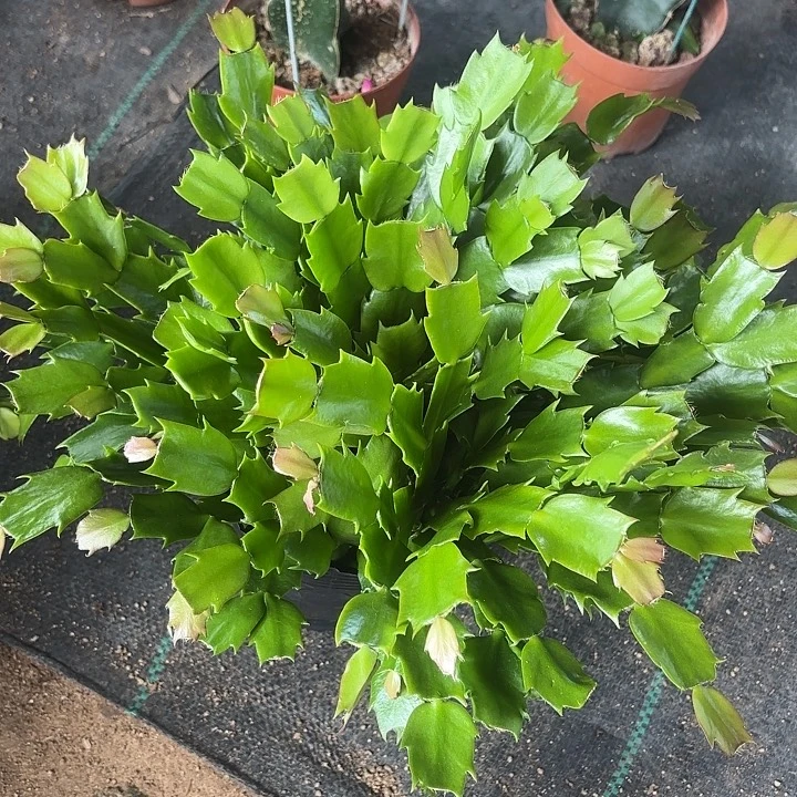 7****当前无花栽培后可以开花