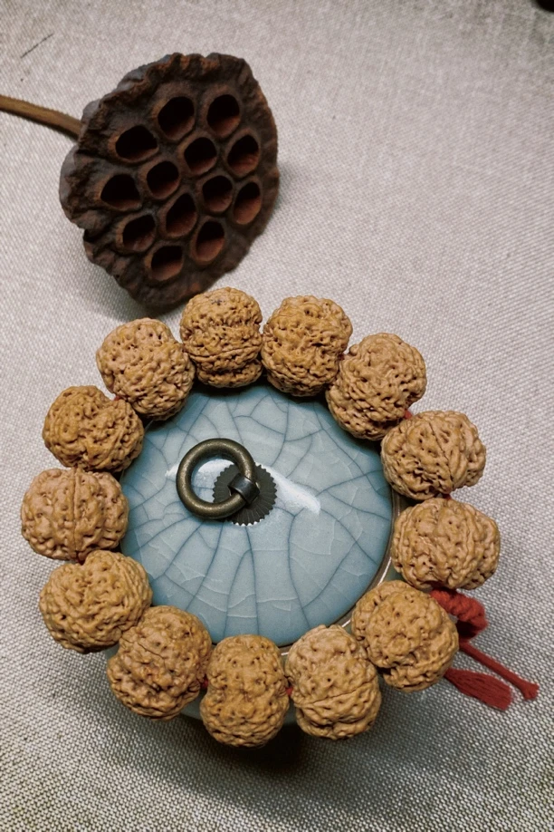 ［2025年新籽］尼泊尔五星满肉蜂王 五瓣金刚菩提