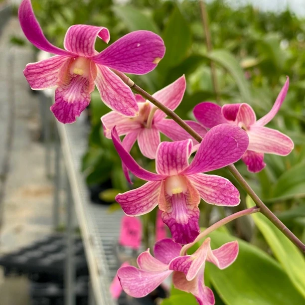 读月园进口洋兰红妆秋石斛兰香味中等植株阳台花卉莎莉