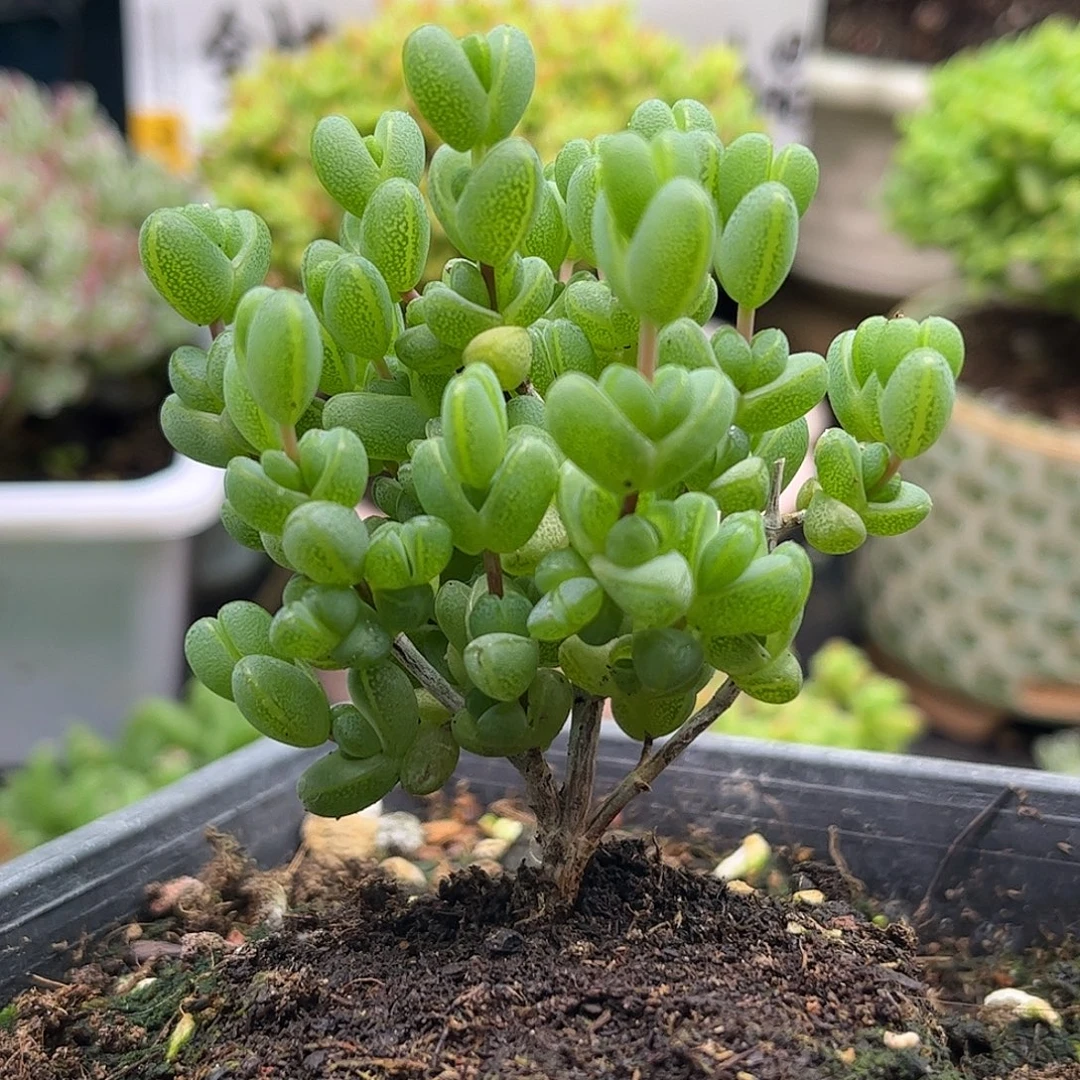 19元宝优选枝干番杏