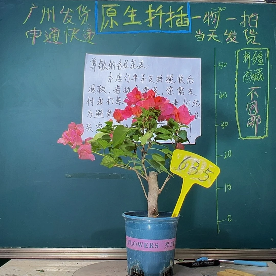 当前无花栽培后可以开花粗杆暗斑夕阳红635