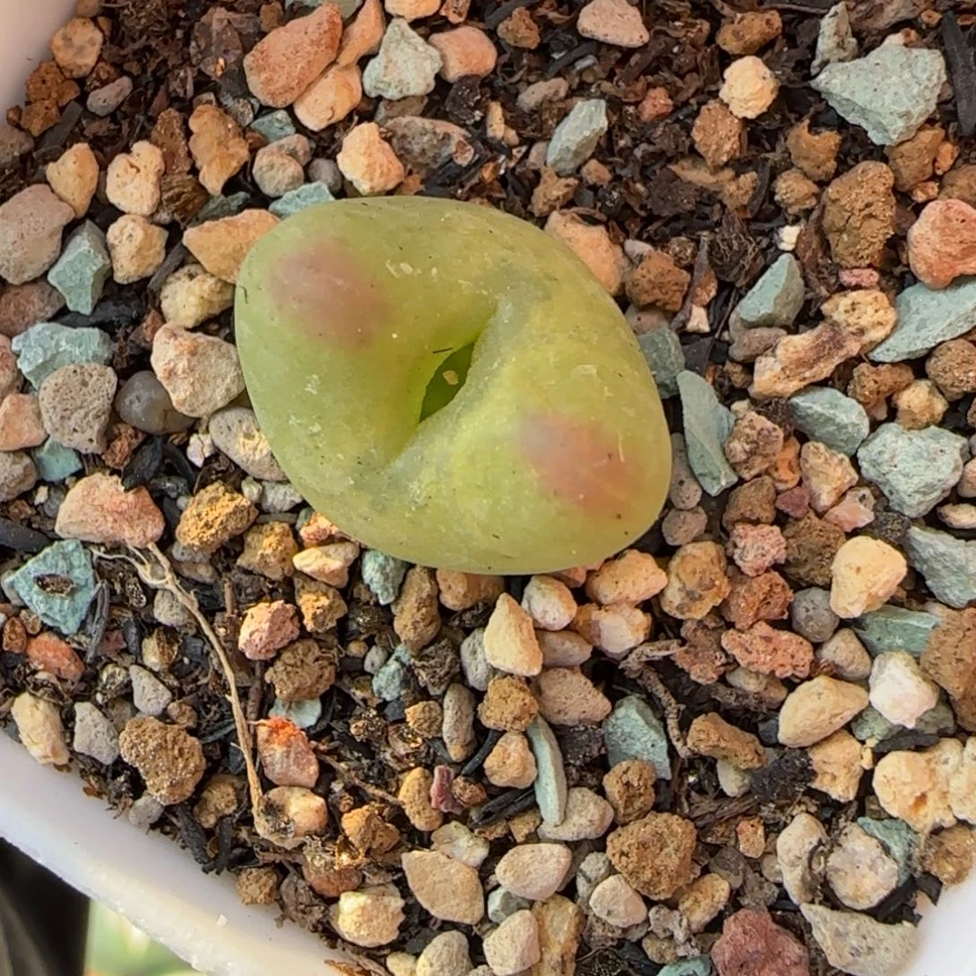 多肉植物桃杂打折特56号