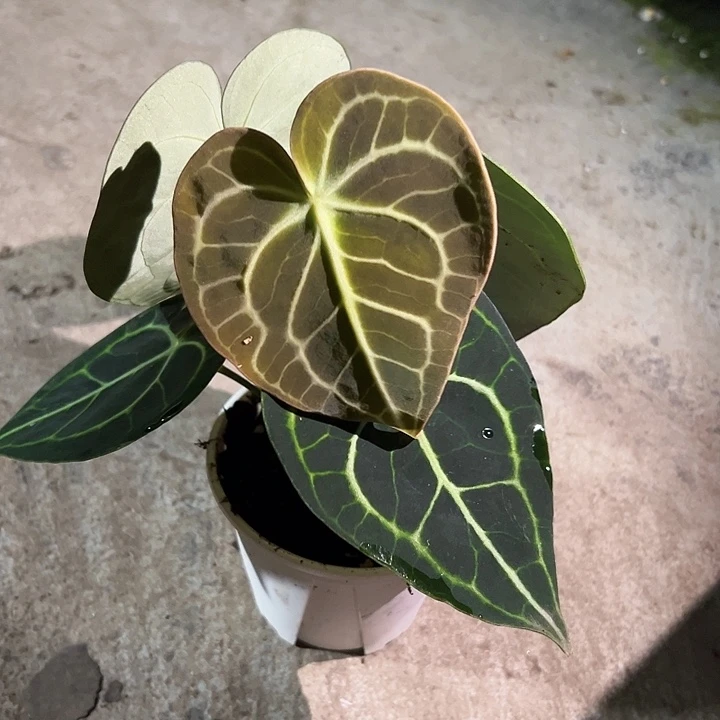 吃***睡完全开放一物一拍S107