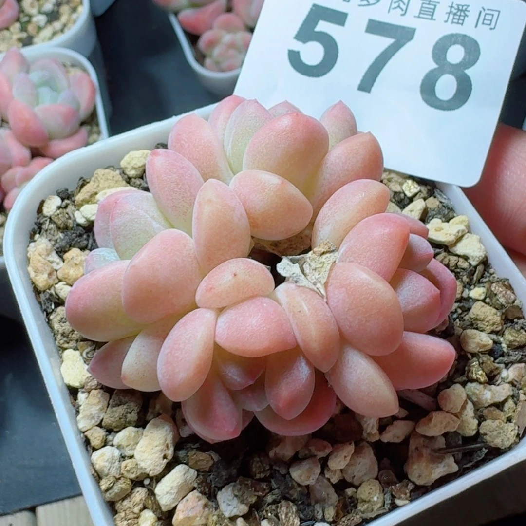 为****粉糖心冰玉            精美多肉植物