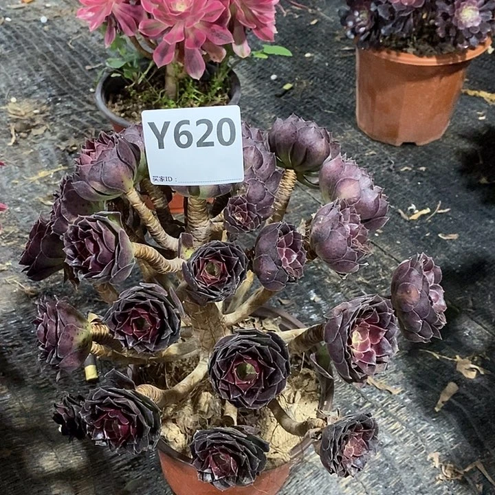 ～****～河兰620。