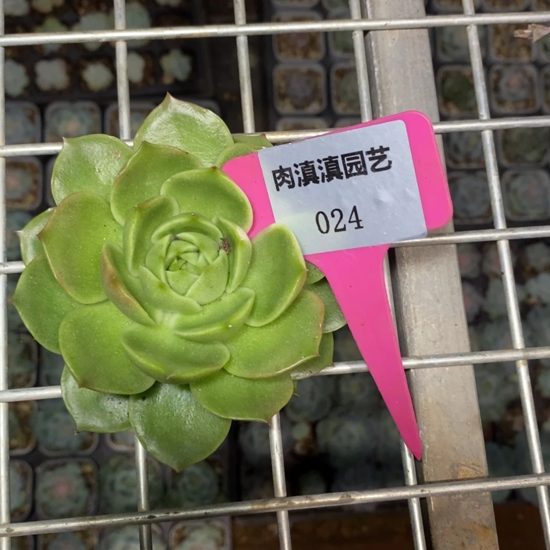 x024-抢拍福利 东云