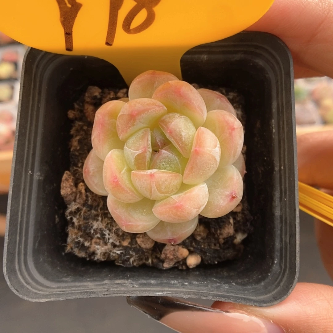 橘***糖糖心珍妮998号。