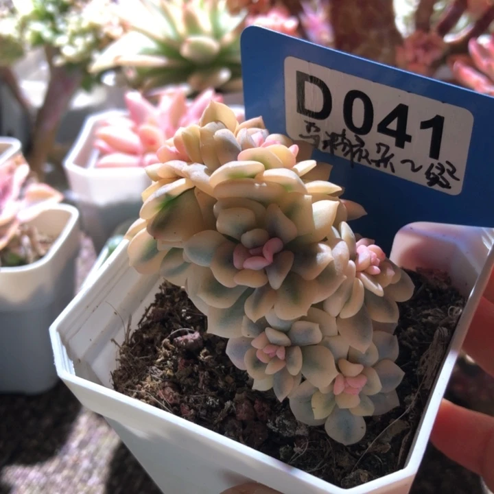 雪精灵朵朵缀有根