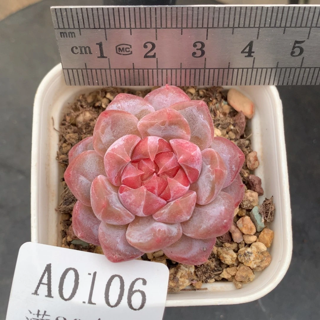 106。灯芯琥珀。单头。