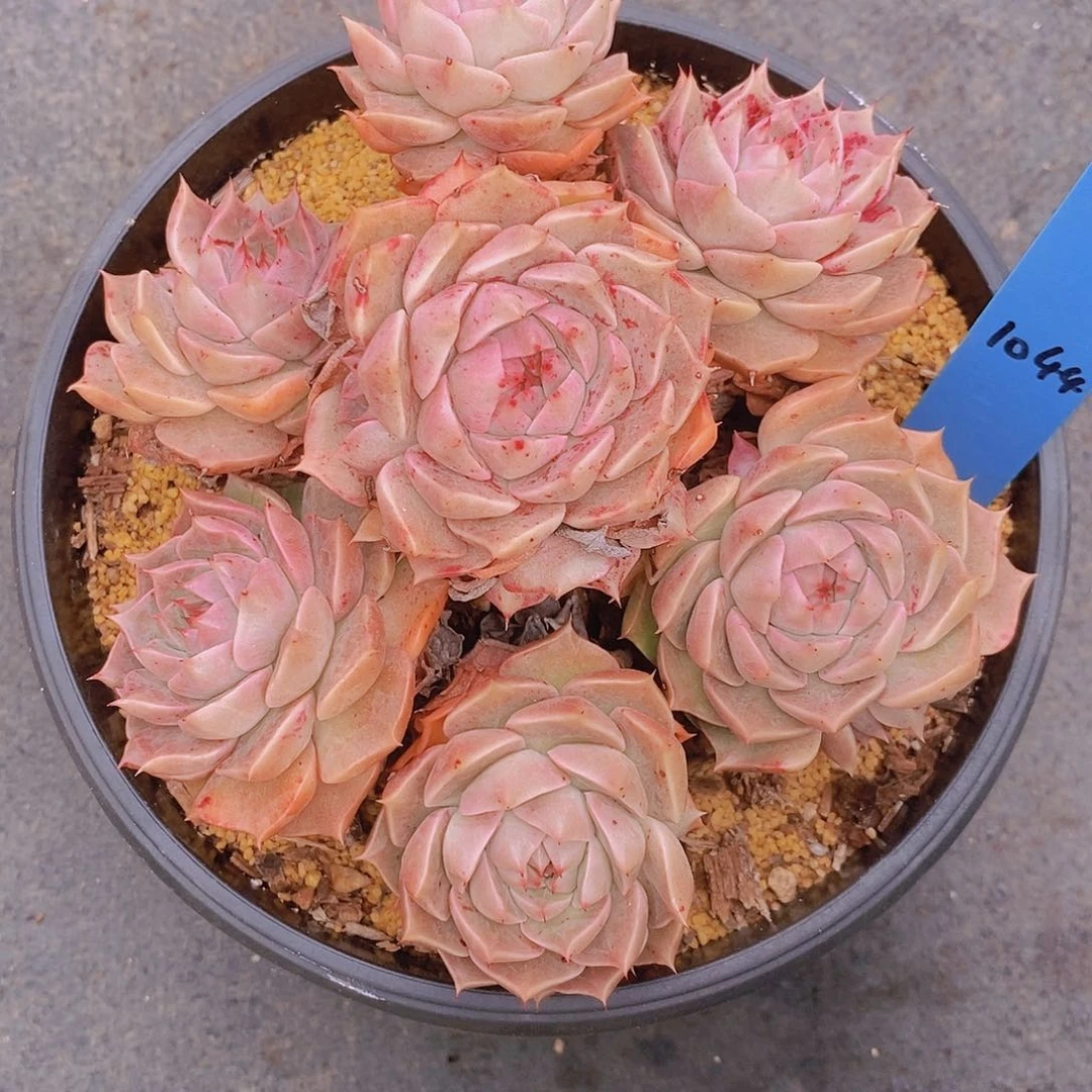 l**a1044多肉植物老桩