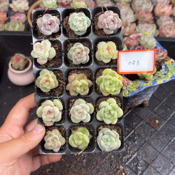 精品多肉直播一物一拍033
