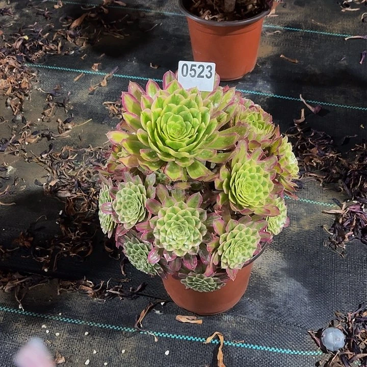 多肉植物一物一拍0523