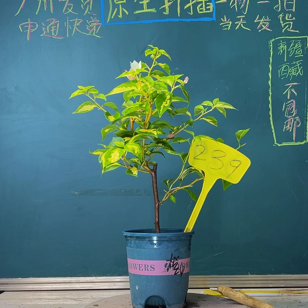 当前无花栽培后可以开花  福利  金心橙白  239