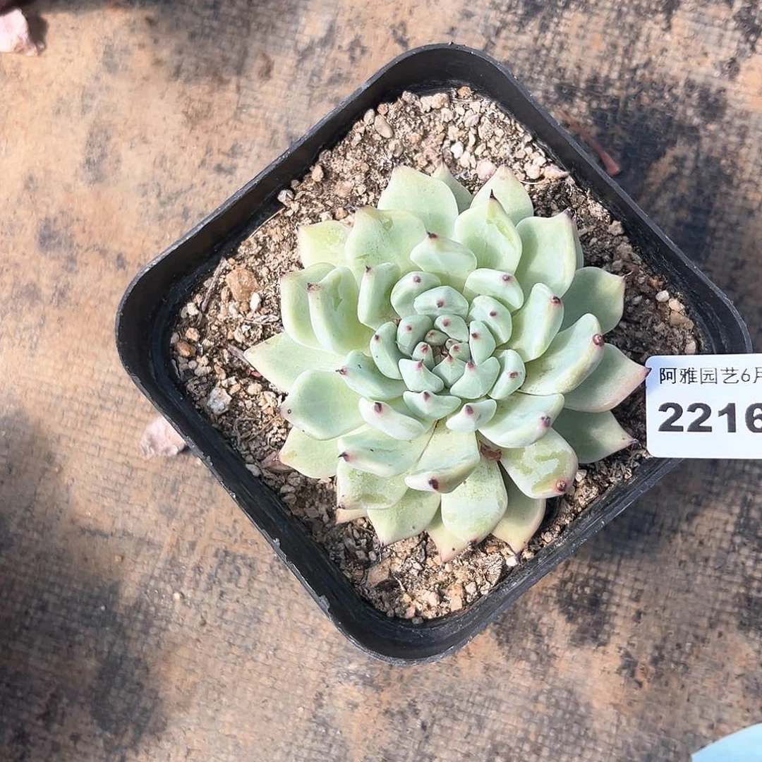 阿雅园艺。   2216绿爪