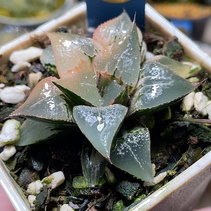 704酒吞锦特选度老师