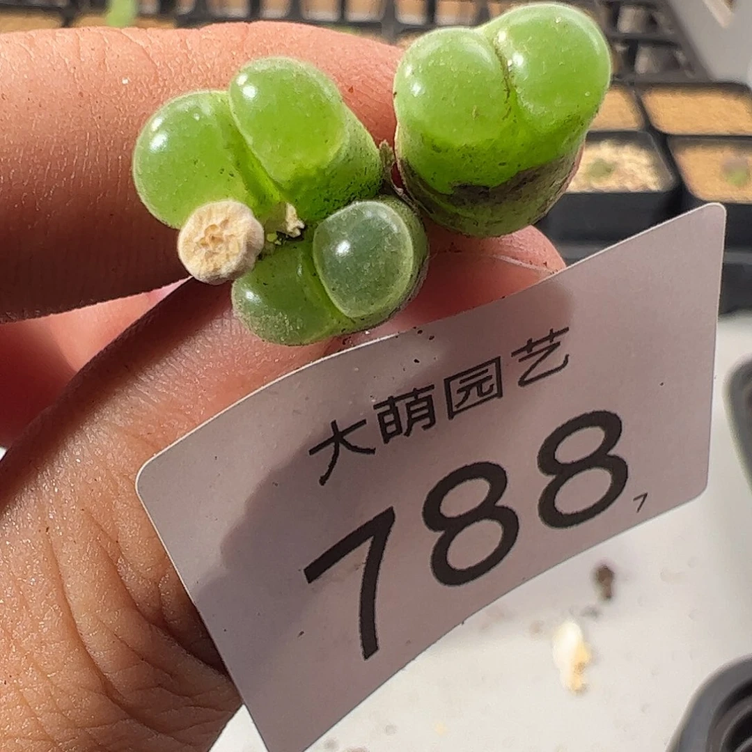 0000788 一物一拍莉迪亚薄荷风铃MG1797.67