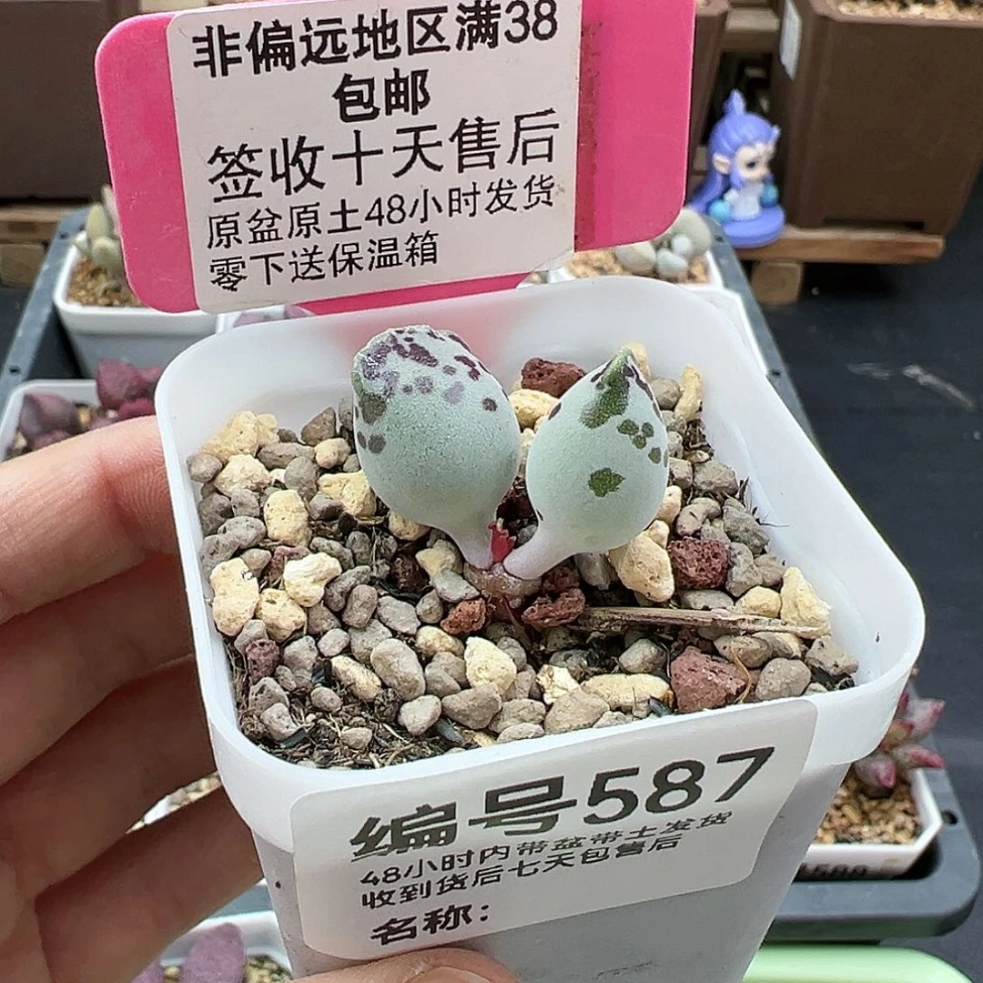 587丸叶海豹多肉