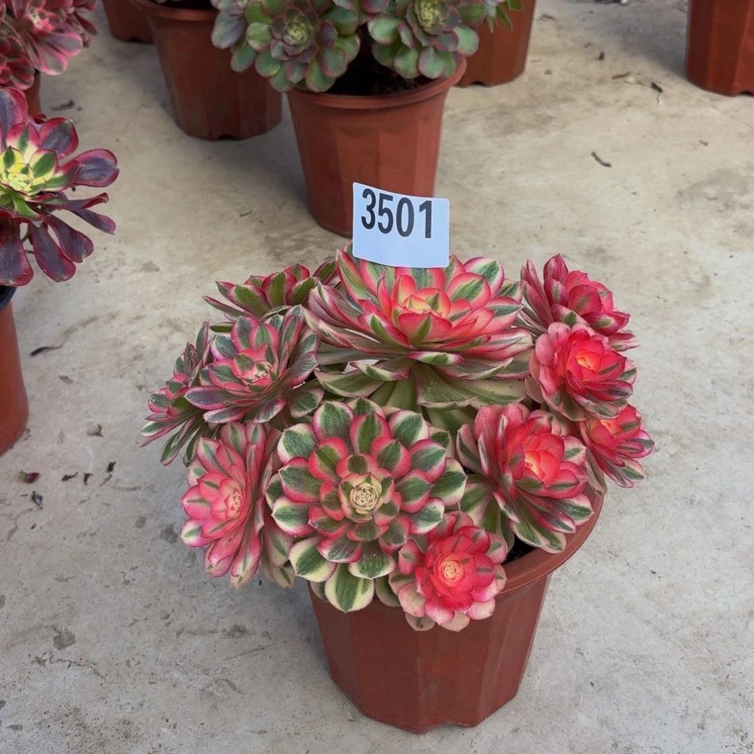 无花朵3501倾城11111111