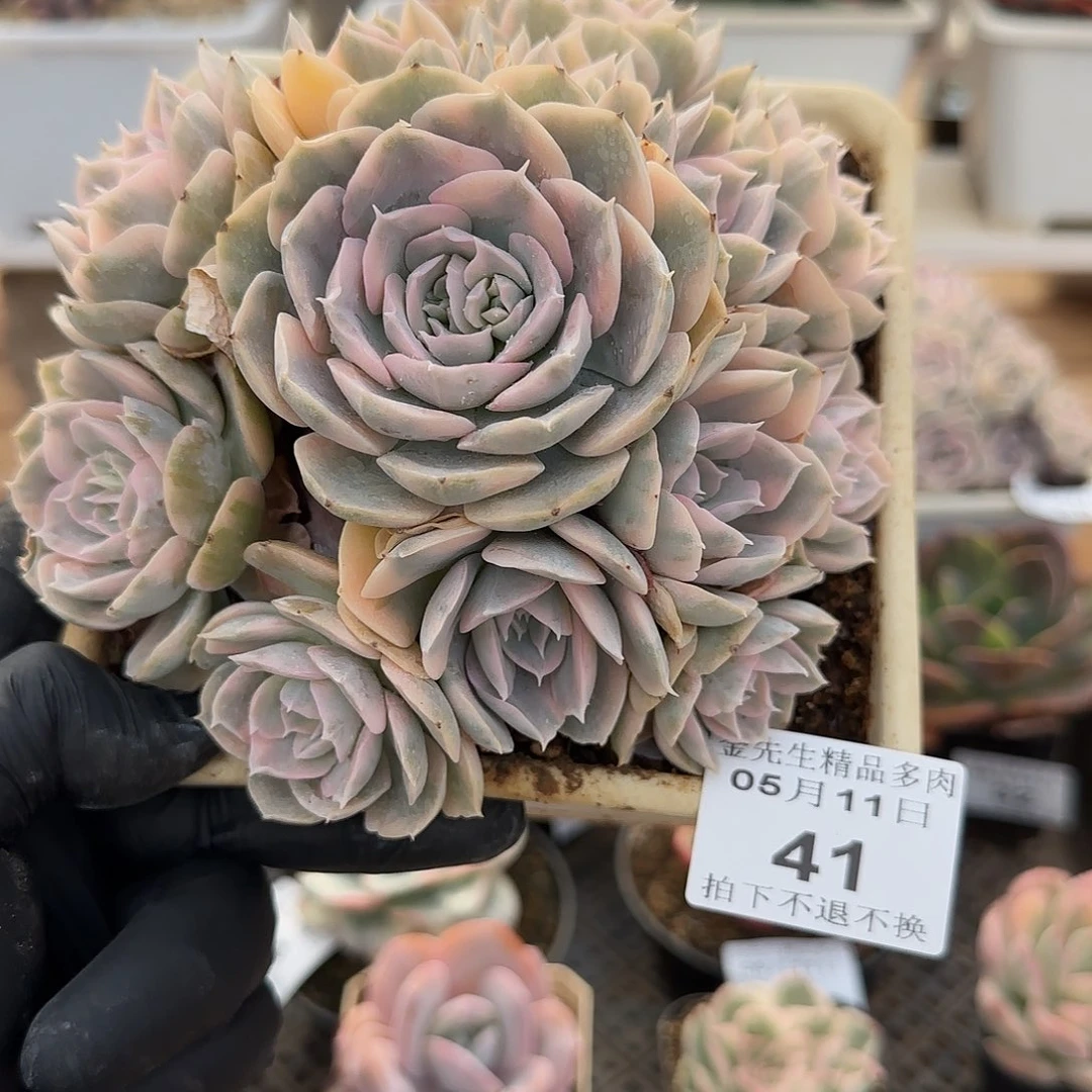 0511-41鲁氏锦手捧