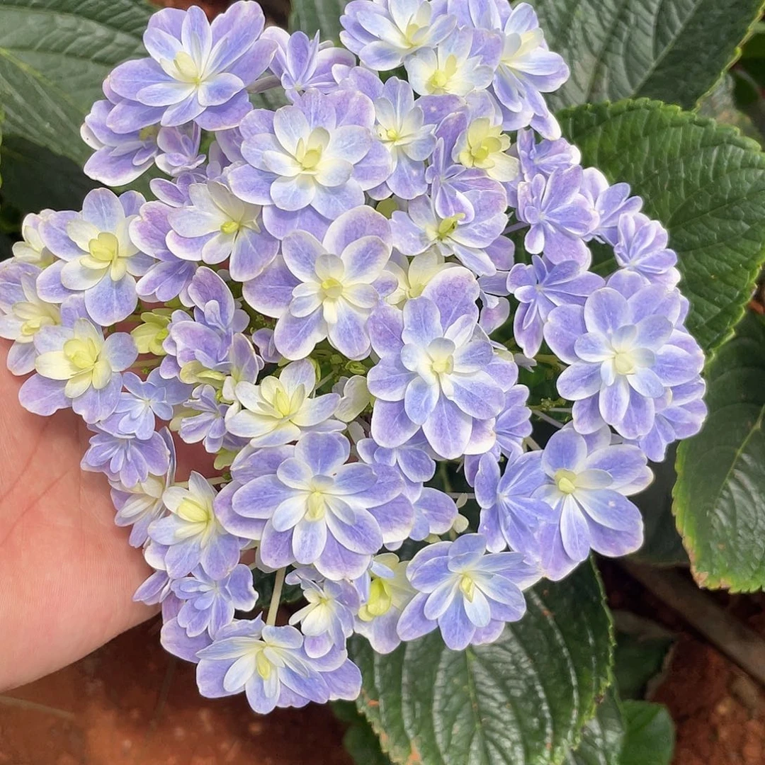 绣球切花一物一拍3枝起包邮，163