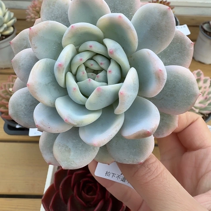 橙梦露锦111125-9