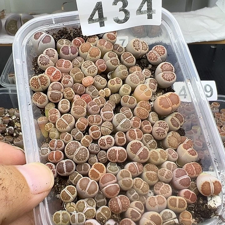 鸿*豆434福利11111111111111