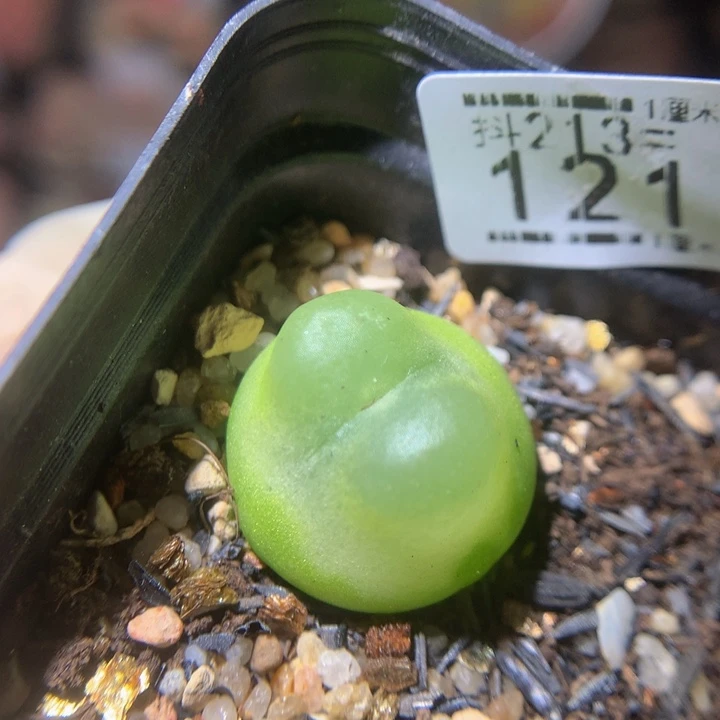 精品生石花213.121