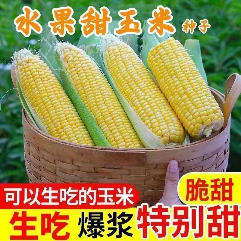 水果玉米种子早熟生吃甜玉米种子水果玉米种子当季玉米种子蔬菜籽