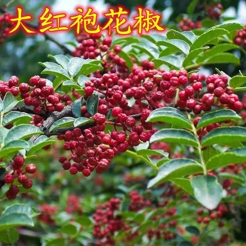 花椒树苗花椒树大红袍狮子头青椒麻椒花椒苗南北方盆栽地栽花椒苗