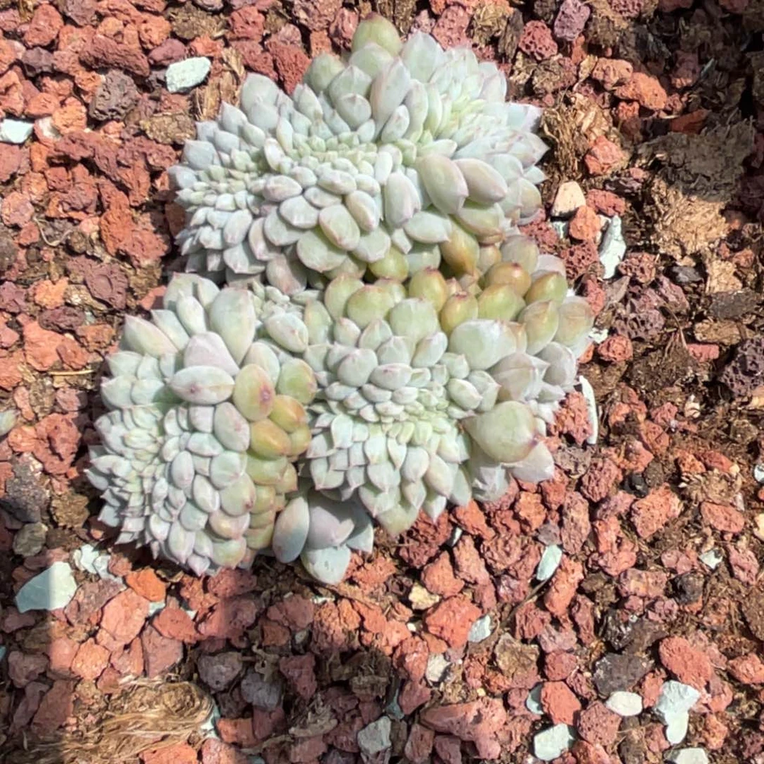 梦*萧星星雪缀化一个38