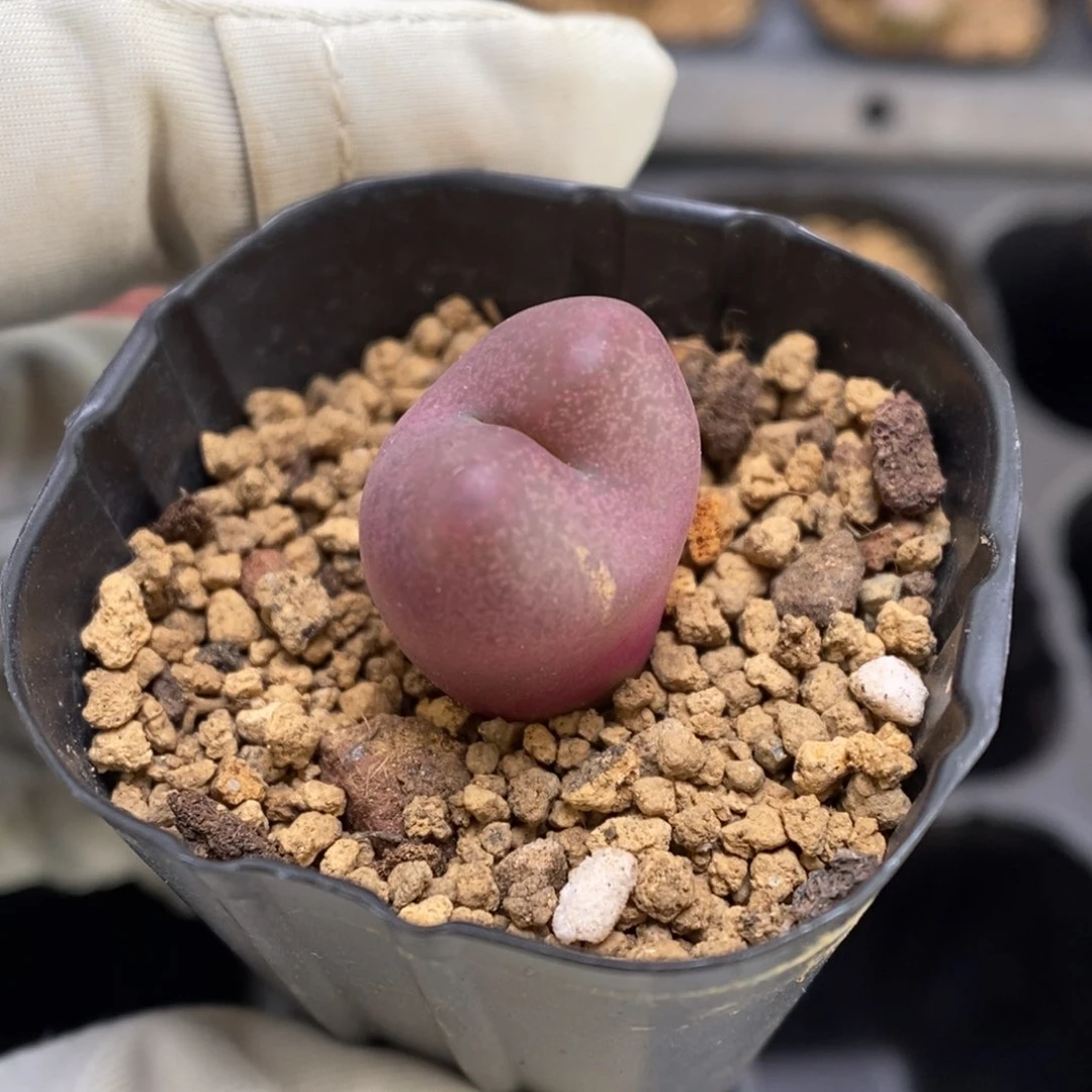 多肉植物肉锥杂交K-3548 吕杂风铃 多倍体 厚皮