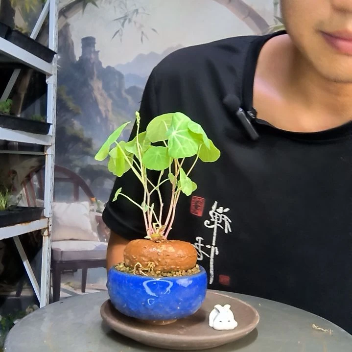 吉**晨中青园艺一物一拍188