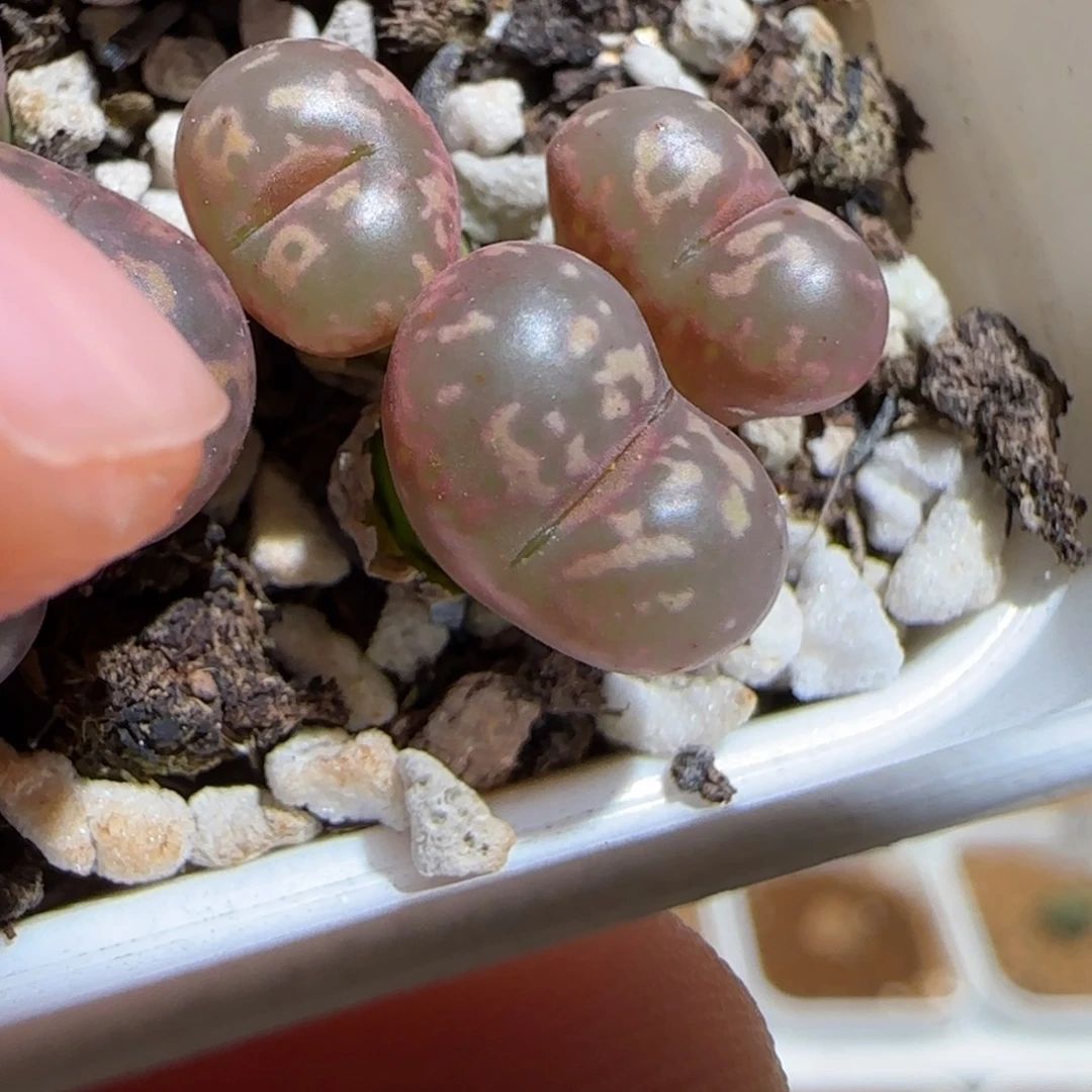 肉锥多肉植物组合-粉色勋章1284