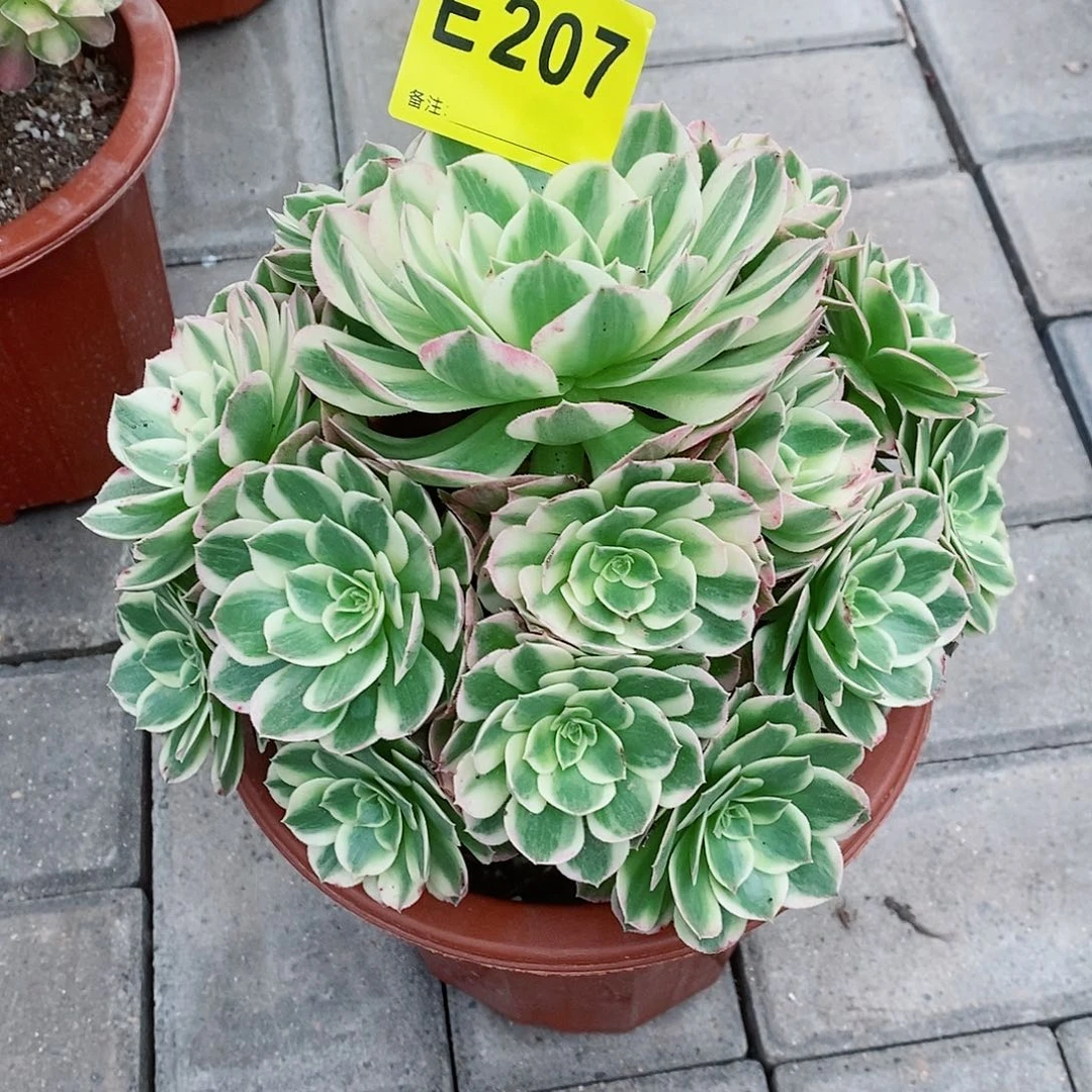 海仙  207   冠幅21 22