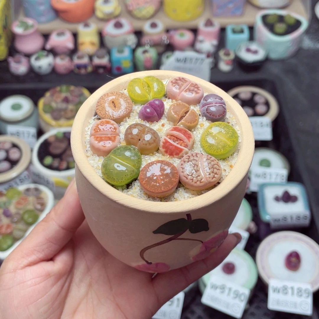 w8192 带盆土发货-零下地区拍保温箱