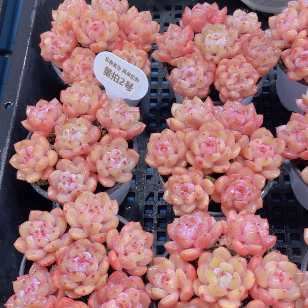 量拍2号冰透仙女橙单头七个