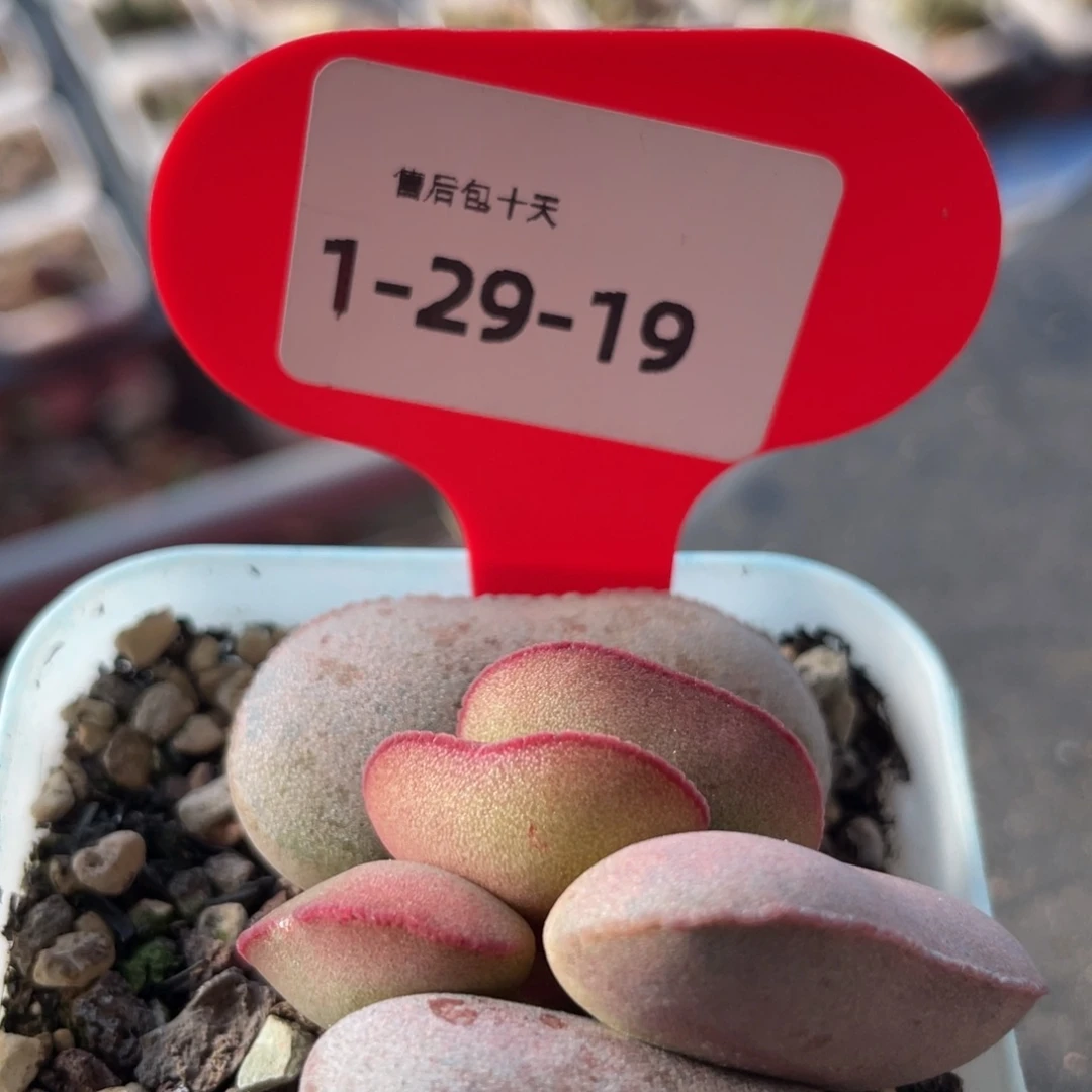 福利。   福利。