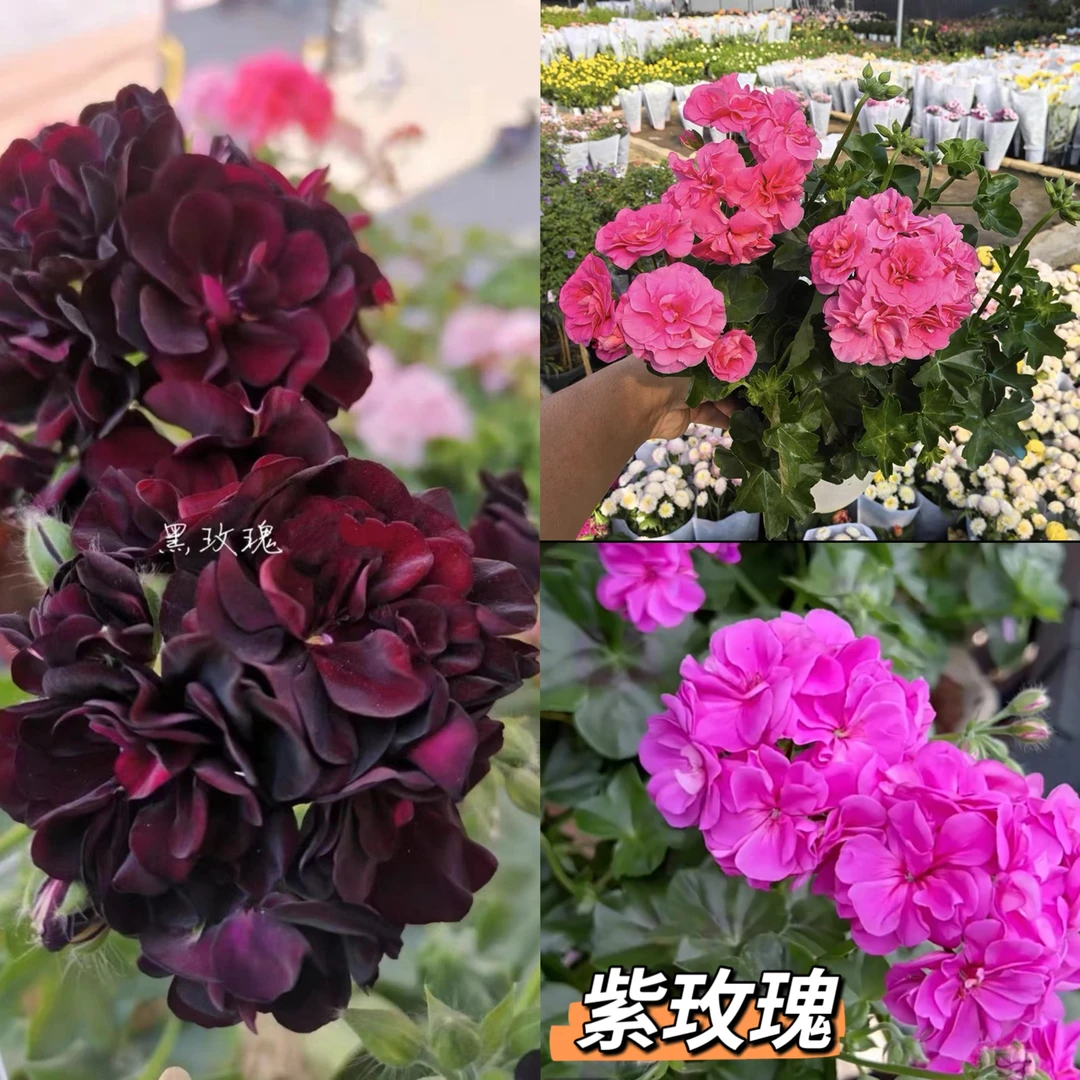垂钓天竺葵重瓣天竺葵【大汉196】【垂钓三色】阳台花卉四季开花