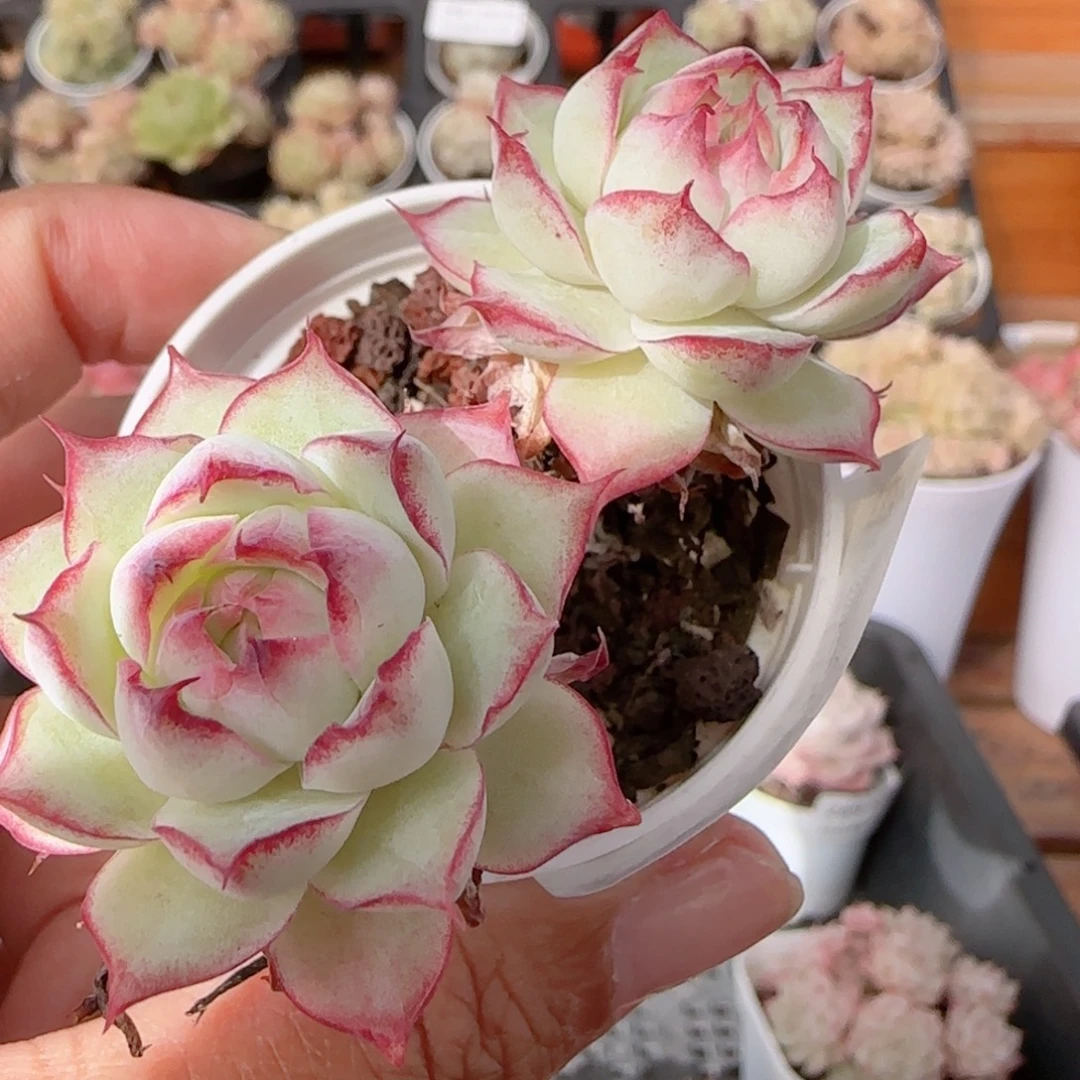 花语多肉1228-292