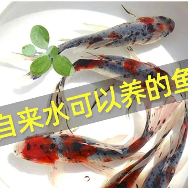 精品兰花草金6-8公分 5尾好看皮实温顺可混养 包邮