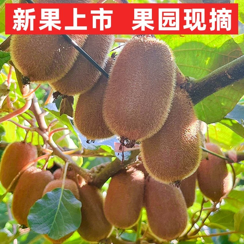 贵州修文贵长猕猴桃新鲜现摘当季水果香甜软糯包邮